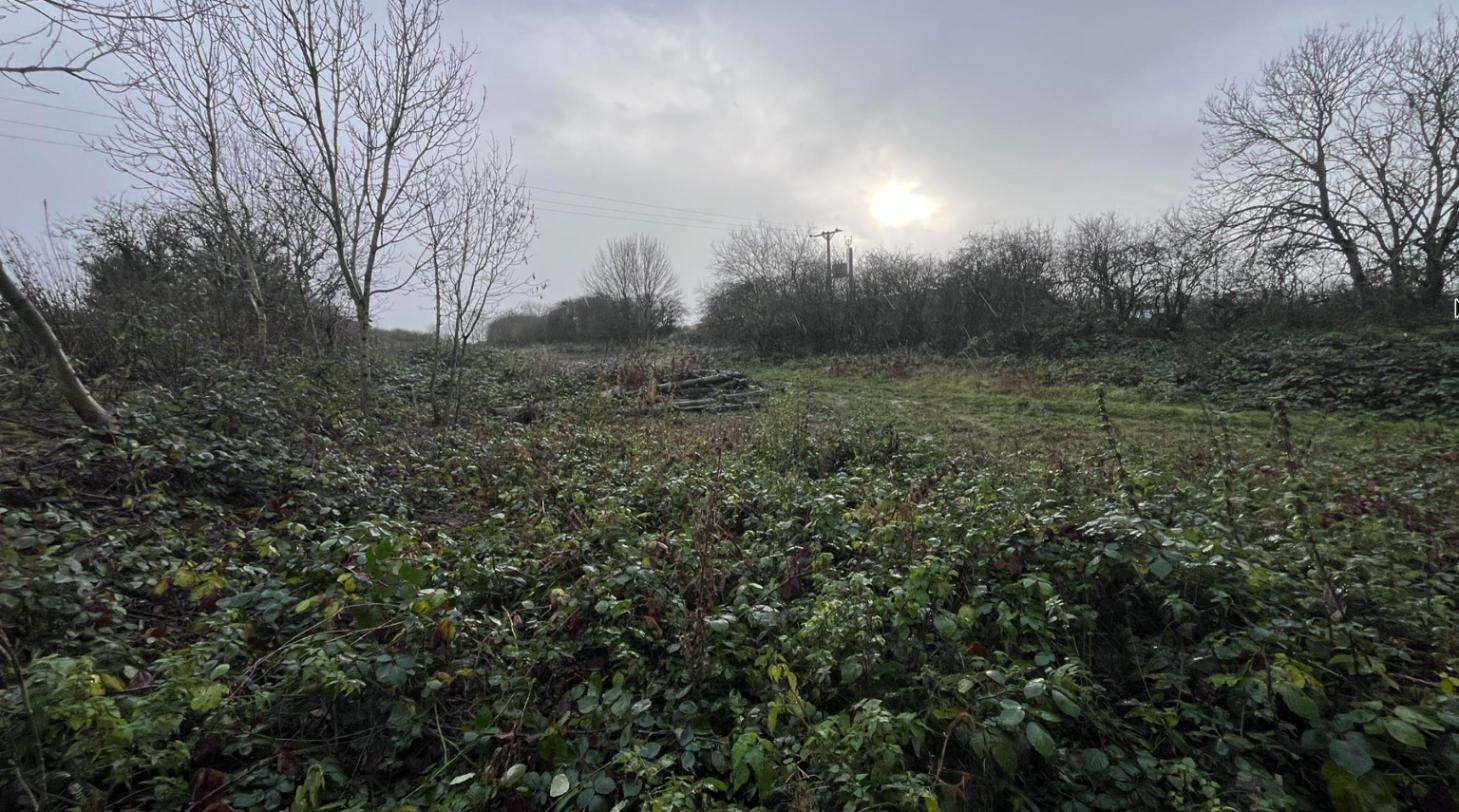 Before: overgrown scrubland